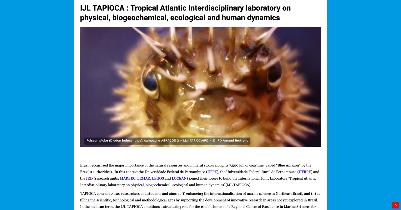 Tapioca – 3